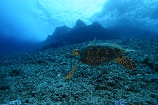 in Saipan, 2007 August